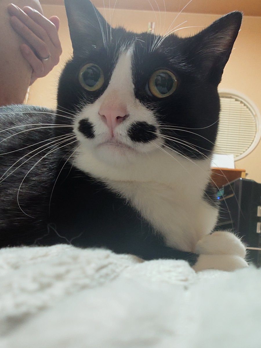 ○chat noir○ (@chatnoir8888) / Posts / X