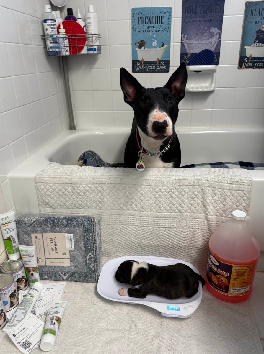🐾 Pamela and Baby Jason Pupdate 🐾

Mom and baby are doing amazing ( i mean look at that rollypolly on the scale!) 

🙏🏻 A massive thank you to the donors who contributed to their starter supplies! You ALL are the MVP's! Now that we will be coming into teething territory shortly