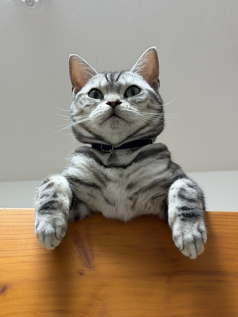 gomado's tweet photo. 最近のねこです https://t.co/qXr5CCyKwV