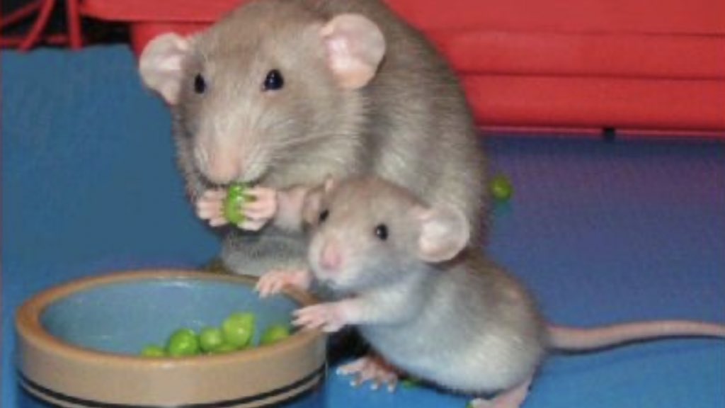 LegalizeRats's tweet photo. Rat parents 💕 https://t.co/7fM9LXT72j