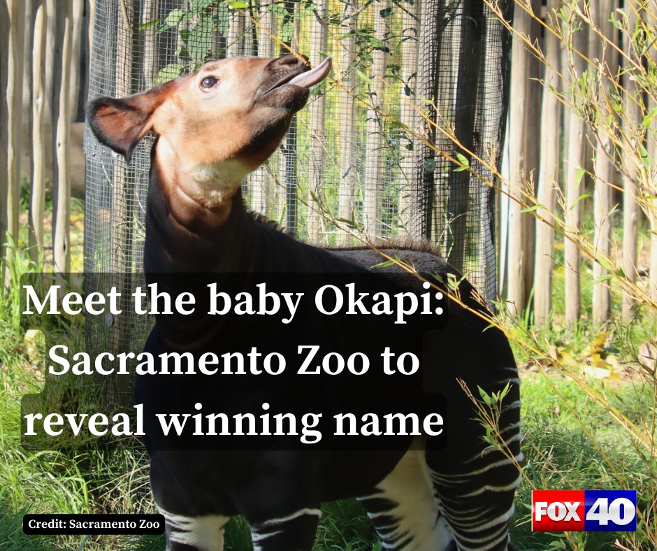 FOX40's tweet image. The Sacramento Zoo will reveal the winning name of its first-ever baby okapi during a live celebration Saturday. 

Full story: fox40.com/news/local-new…