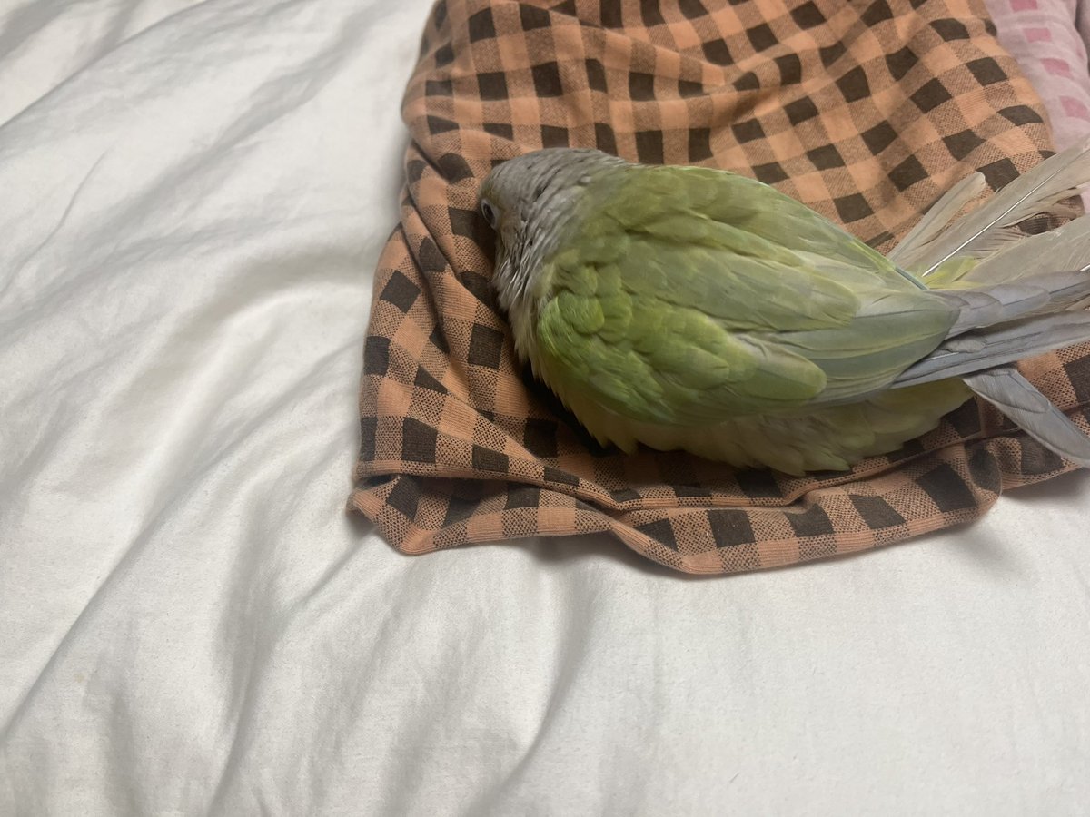 앵무새는 늘 아들녀석한테 붙어다니는데, 공부한다고 자기방에 가 있으면 저렇게 아들 옷에 올라가서 얼굴대고 있는다. 개어 놓은 빨래도 아들녀석 옷만 골라서 저러는거 보면 옷으로도 사람 알아보는듯(목소리도 알아듣고)