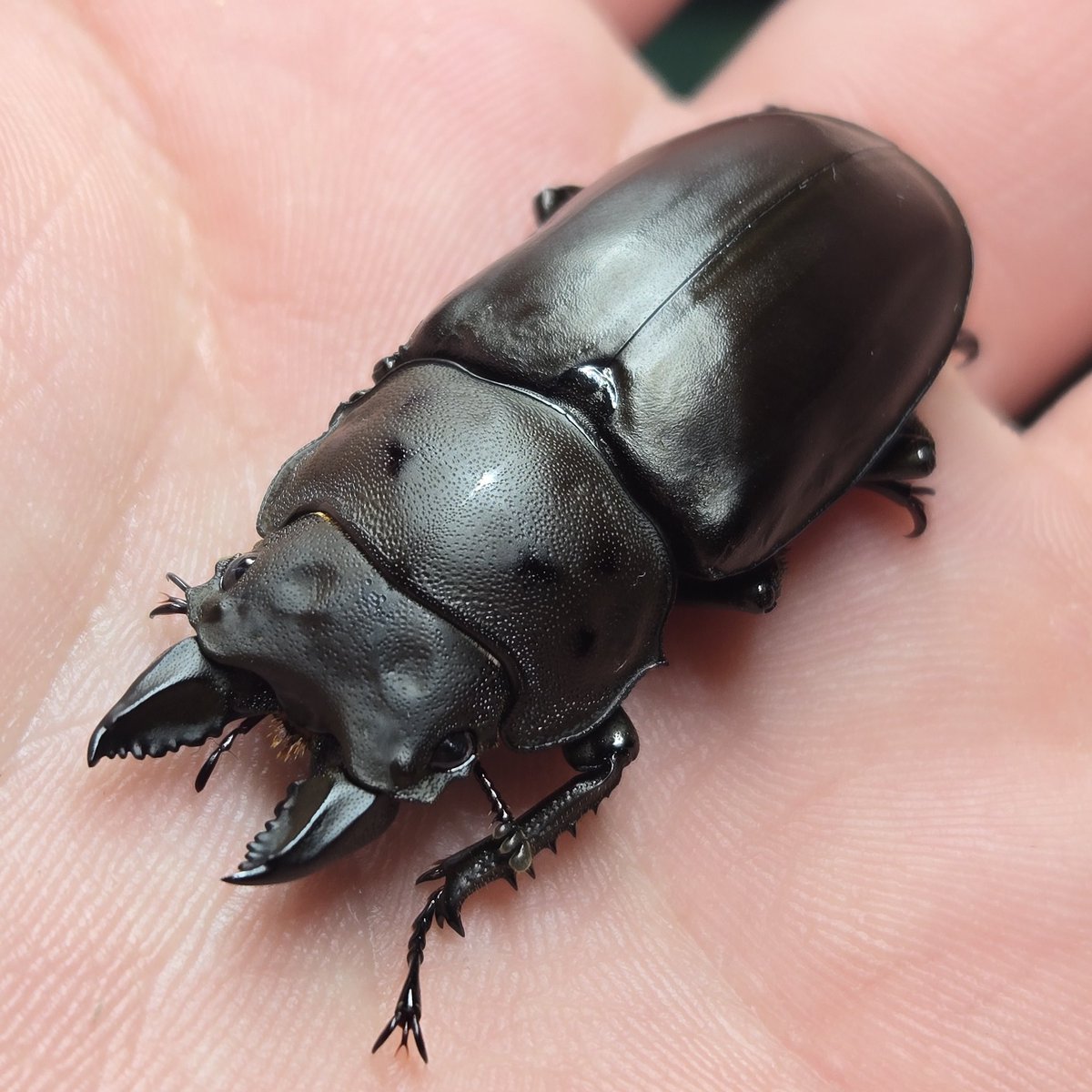 かぶぶくわわ (@mushi_lowkun) / Posts / X