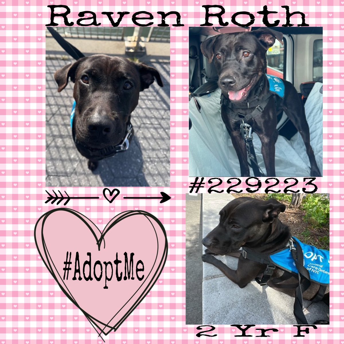 Quinnqueens's tweet photo. #BeMyValentine
#WednesdayWorthy
🌸Raven Roth #22922 🌸
#QueensACC 2 Yr F
#HiddenGem 218+DAYS
In Shelter Scholars Program, sensitive, playful &amp; will thrive in quiet adult only 🏡. No cats/small animals. Loves walks, bones, balls &amp; yard play #AdoptMe #Foster
https://t.co/IcL4CTIbpi https://t.co/xmqHHzt7uK