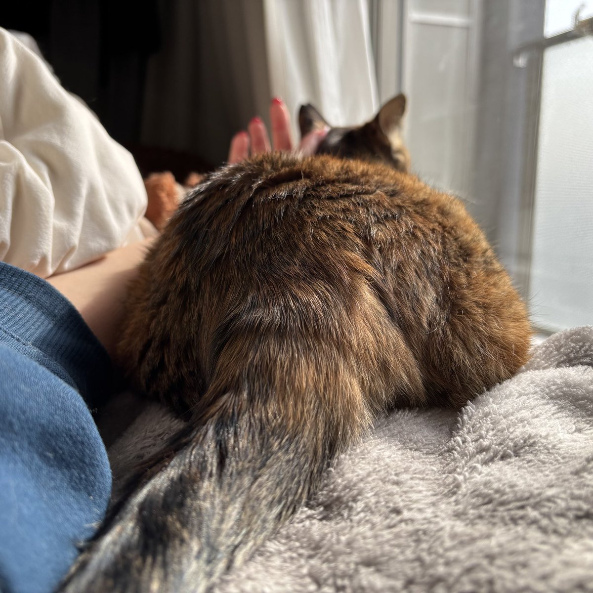 お尻でいっぱいの視界から始まる朝