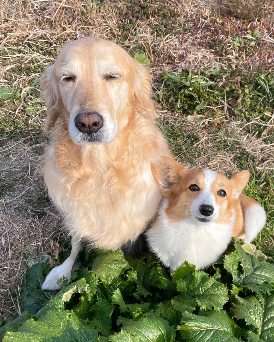 こま：「なんか今日も少しあったかくなりそうだね」
サン：「うん、今シーズン、アタシ達のとこは雪積もらないかもね」
こま：「あのコのとこは雪あるかな？」
サン：「雪がいっぱいあるとこに遊びに行きたいねッ！じゃあいくよッ、せえのッ！」
サン＆こま：「春夏秋冬、元気ブッ通しで #愛してる