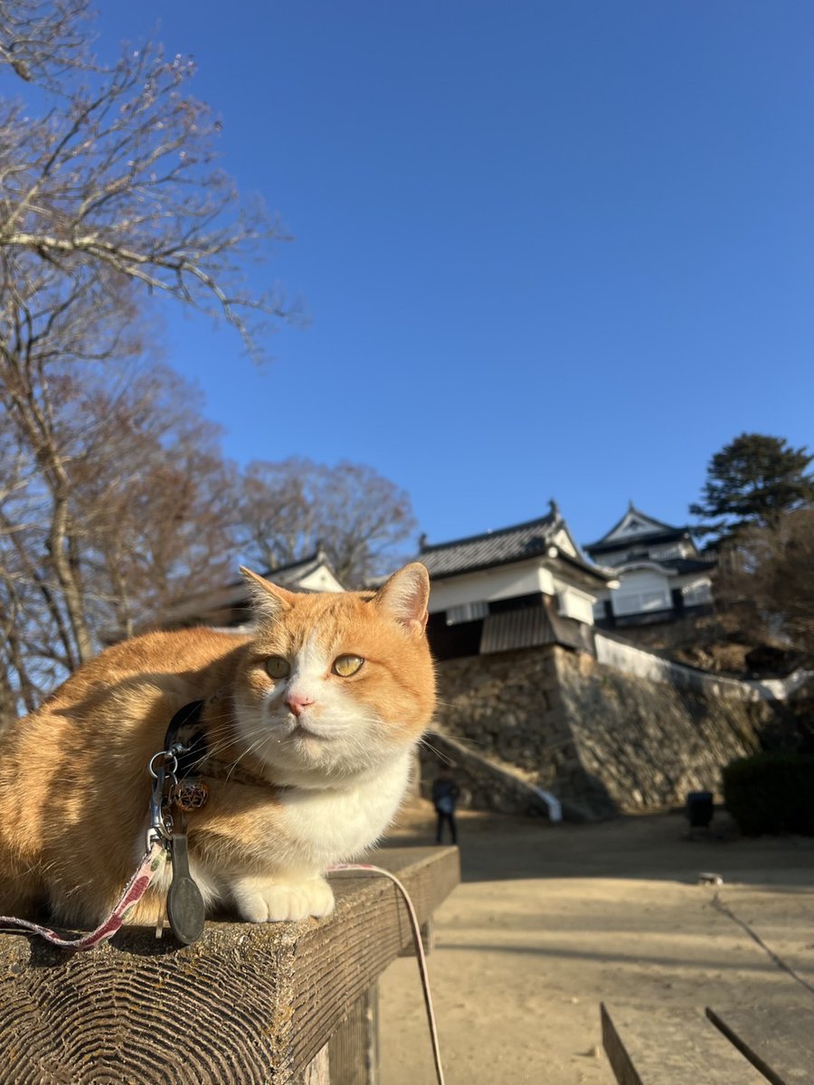 📺2月の #ぐるぐる中四国 は
🐈可愛い猫のお殿様にすぽっとドハマり！？
　さんじゅーろースポット巡り

#備中松山城 の猫城主「さんじゅーろー」の魅力を深く知ることができる施設や、さんじゅーろーをモチーフにした可愛いグルメなど、ファンなら一度は訪れてみたいスポットをご紹介！

#oniビジョン