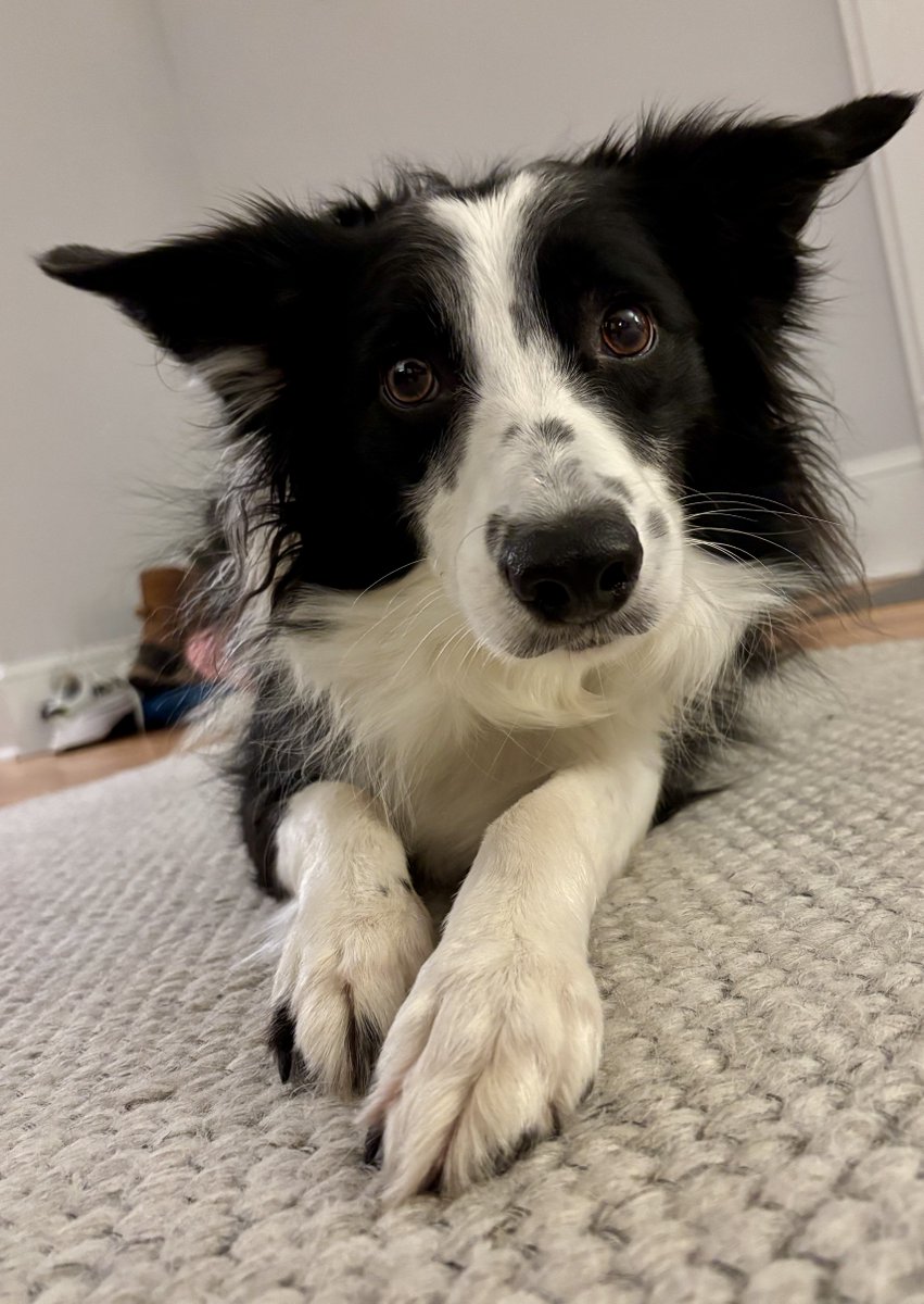 AnnSBarry1's tweet image. Hi! What’s shakin’ ? 
#BorderCollie #Moo
