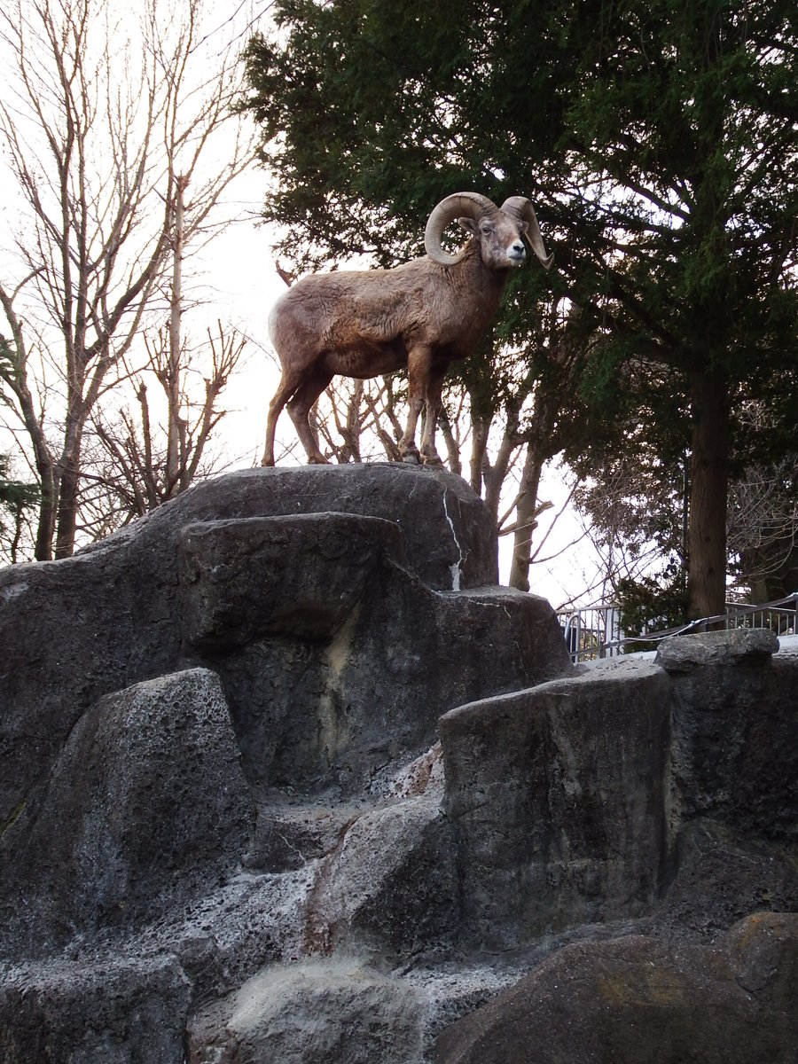 オオツノヒツジは険しい山岳地帯で暮らす動物。岩山生活に適した体を