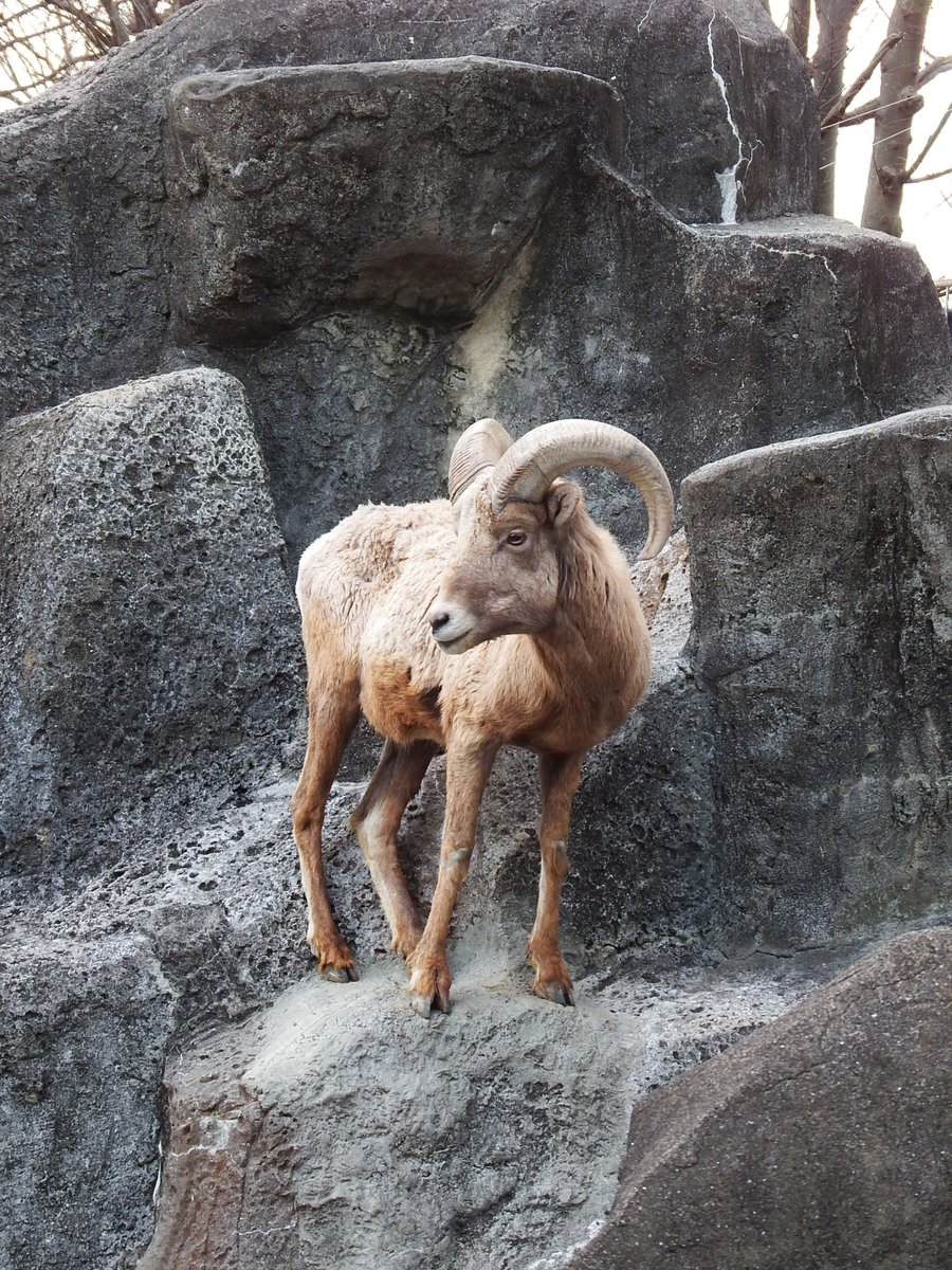 オオツノヒツジは険しい山岳地帯で暮らす動物。岩山生活に適した体を