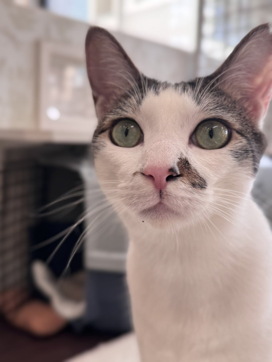 catcafe_link's tweet photo. タケルが真剣な顔をしてる時はおやつが欲しい時です😌🤏🩶 https://t.co/7Wqtx2B5Is