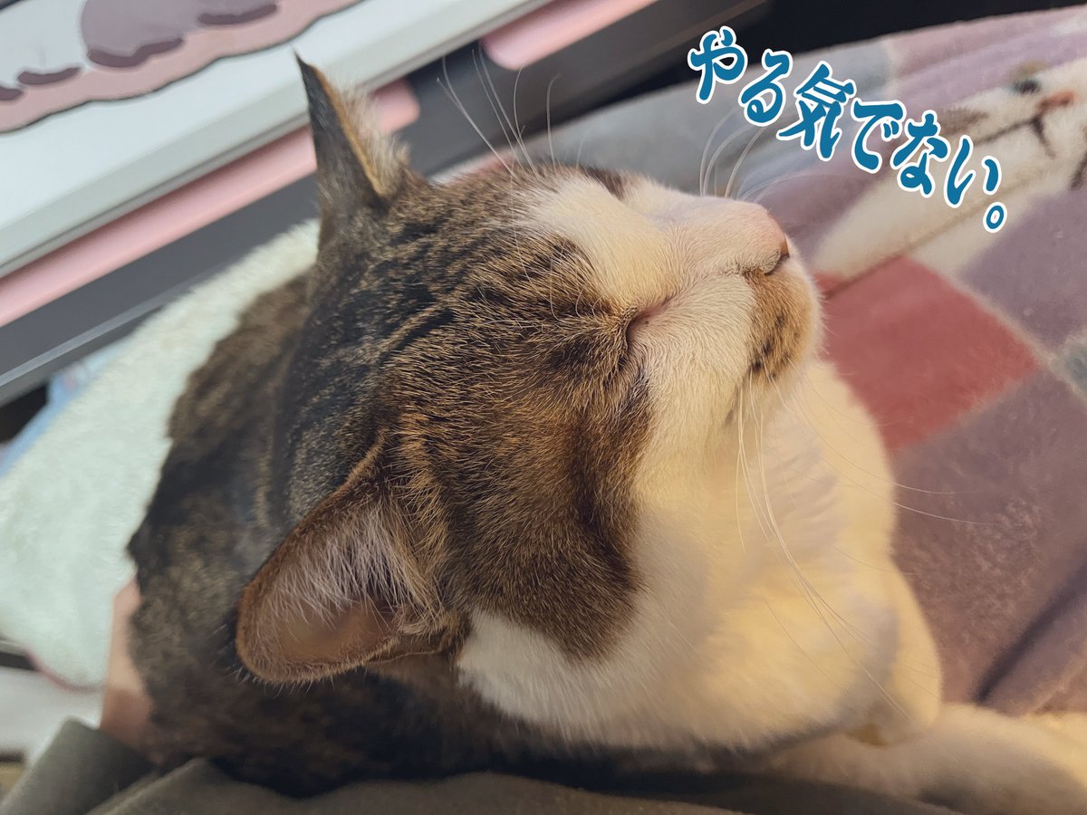 きょうのねこ 10時に買い物でお出かけ予定だったんだが…？ 膝上