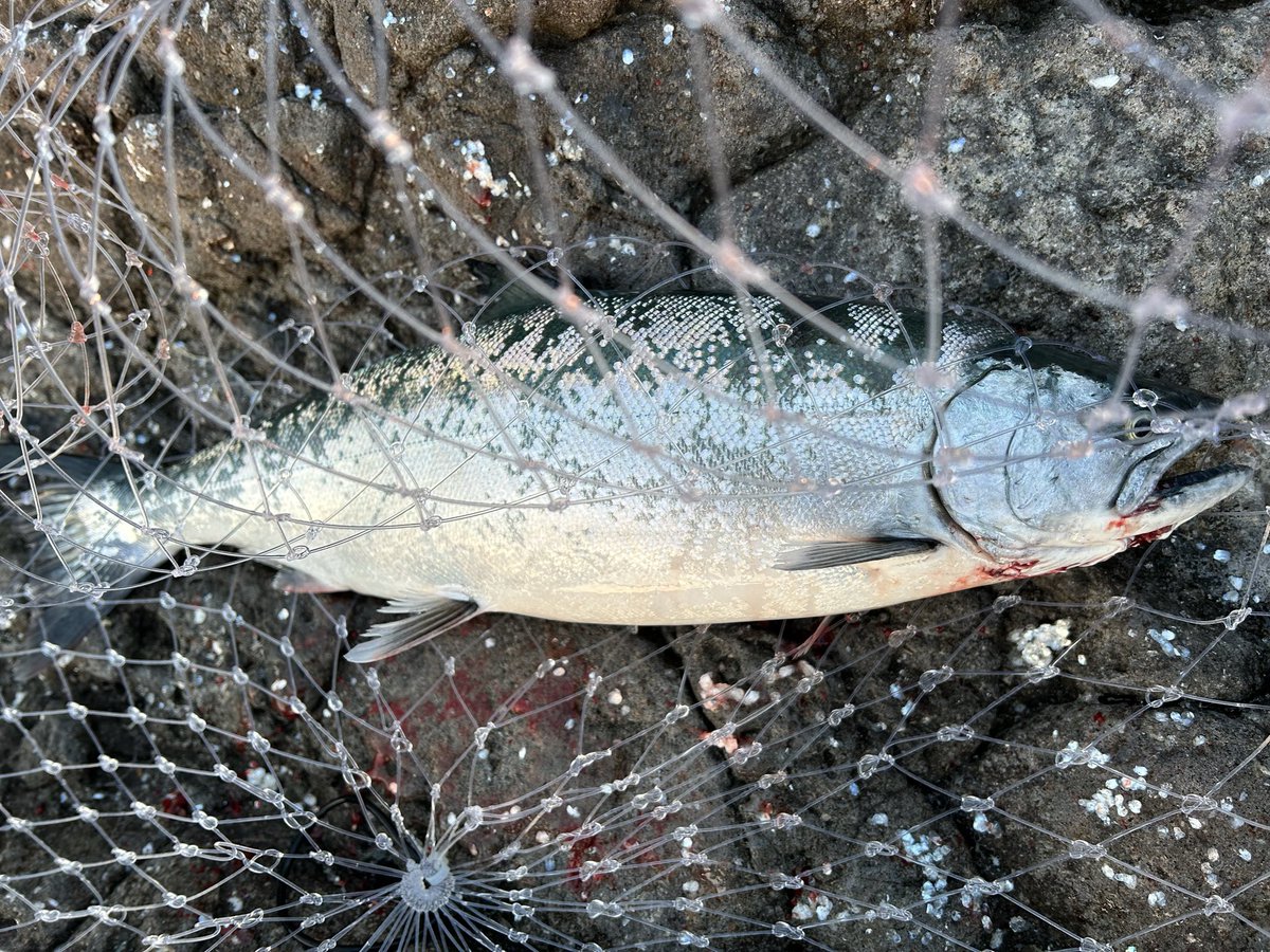 uzodYiJmPIn2M5l's tweet photo. 今朝は代休でサクラ釣りへ🌸
ついに50アップ出ました🐟
24本釣れて、会社の同僚に頼まれた分6本だけキープして、いつも通り全てリリース🌊
いい引きを堪能しました😊
海の恵みに感謝です🐟
#サクラマス #ABU #Northern custom #DUO #CLABOR https://t.co/hsrVX7FgEE