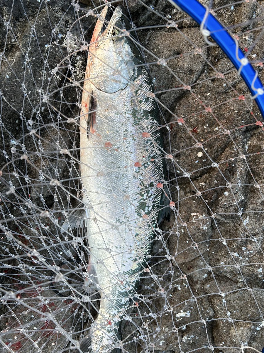uzodYiJmPIn2M5l's tweet photo. 今朝は代休でサクラ釣りへ🌸
ついに50アップ出ました🐟
24本釣れて、会社の同僚に頼まれた分6本だけキープして、いつも通り全てリリース🌊
いい引きを堪能しました😊
海の恵みに感謝です🐟
#サクラマス #ABU #Northern custom #DUO #CLABOR https://t.co/hsrVX7FgEE
