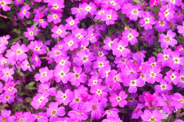 占いサロン順震(原宿当たる占い師5選、ヤフー占い売上No1占い師）1/24