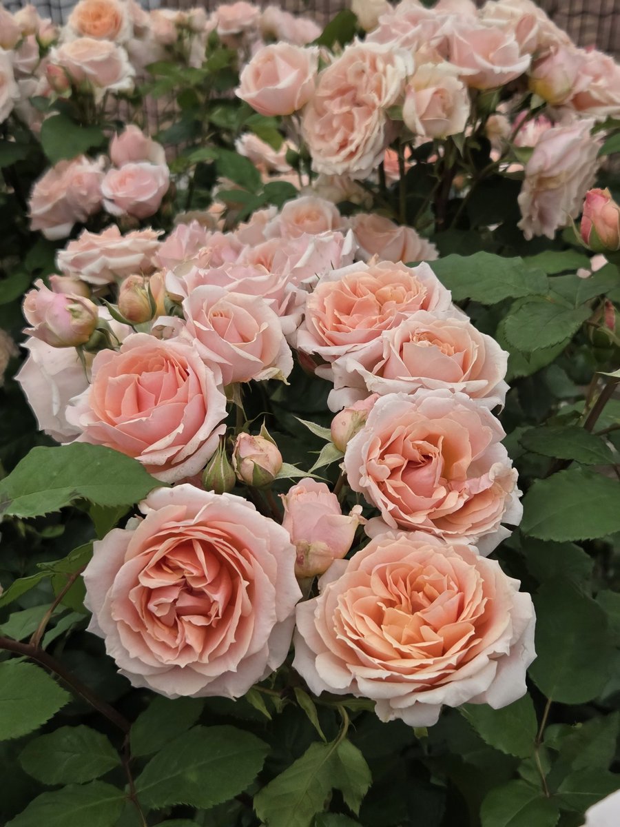 小林海義 (@344koba) / Posts / X