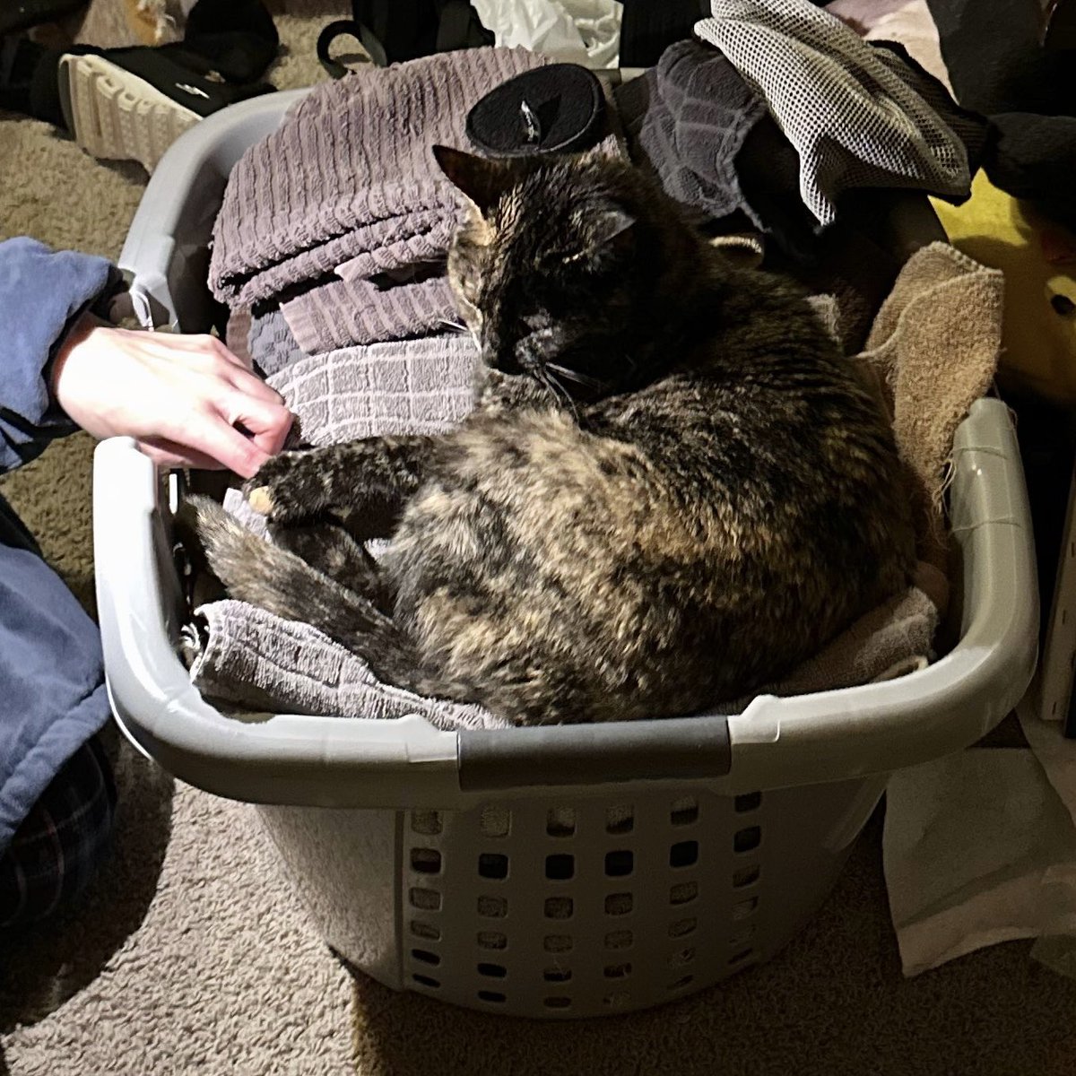 patchie pie 🥧 tweet media