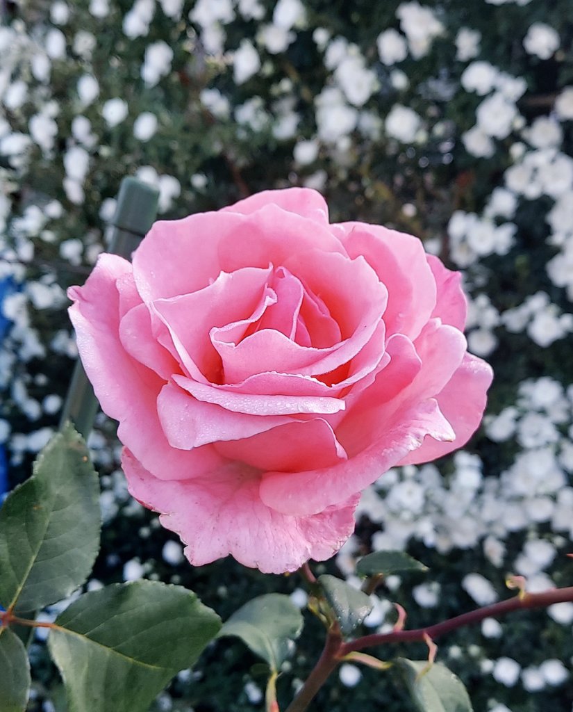 つぶあんぱん (@GAJ8zLAyhQgmrwg) / Posts / X