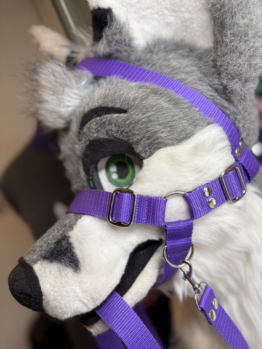 Purple Pony Halter for : <a href="/Sifuraw1/">Sifuraw</a> 💜✨

#ponyplay #furryharness #handmade #fursuitharness #harness