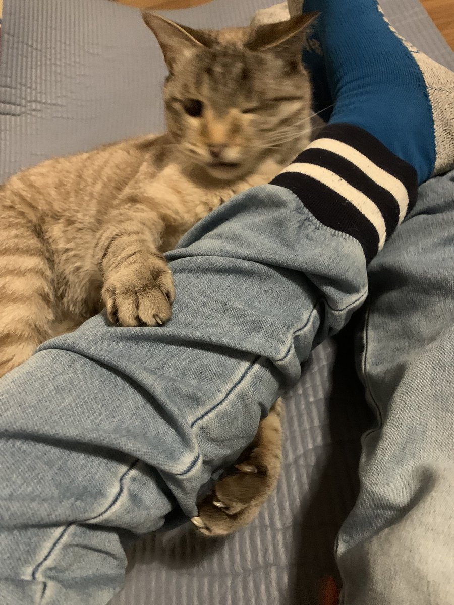 おはよう朝

リビング温度4度

まぁまぁ寒い

朝から猫のカイが遊んでと

さぁ今日も頑張りましょう