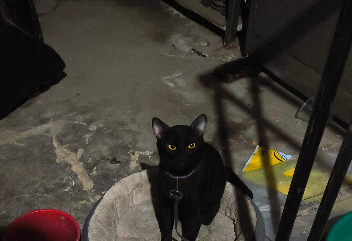 UH Plateros tweet media