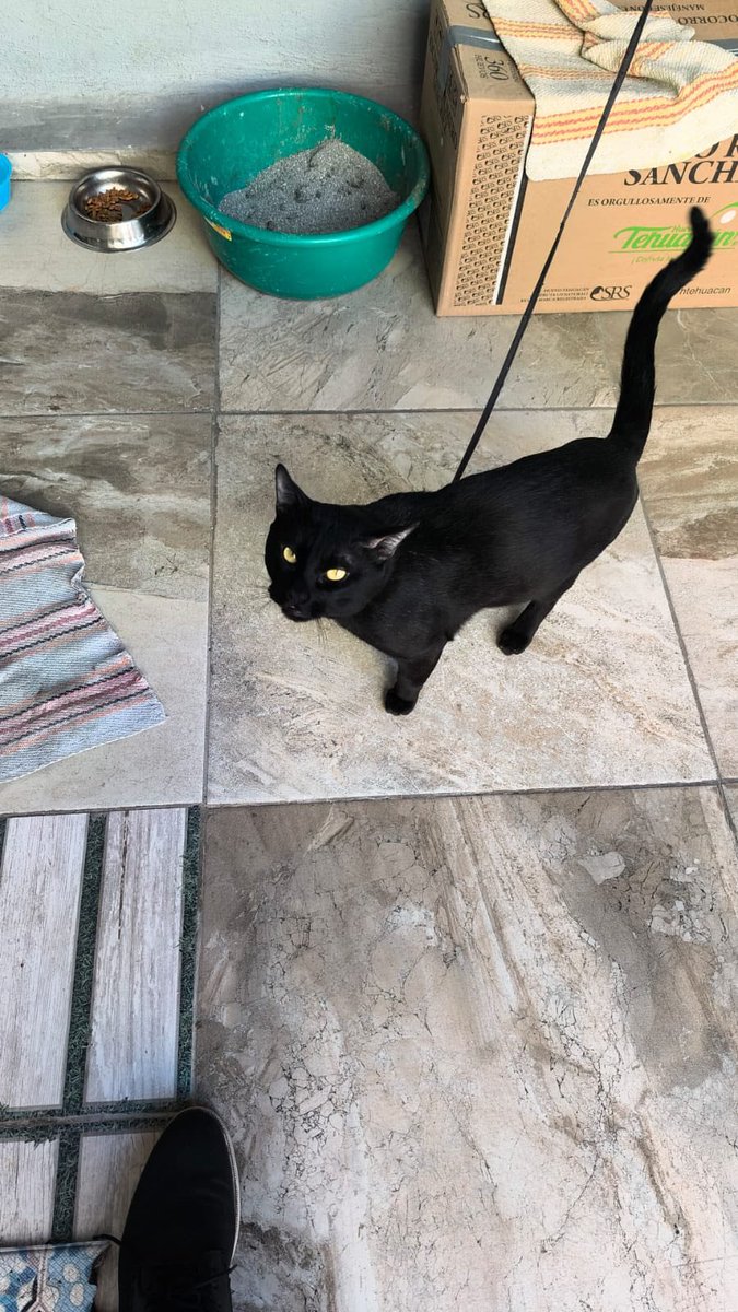 UH Plateros tweet media