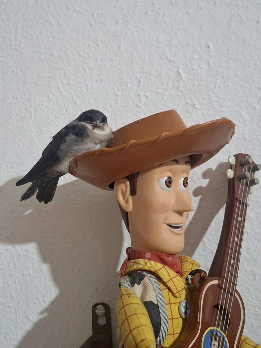 entrou um passarinho no meu quarto fugindo da chuva e olha onde ele ficou 🥺