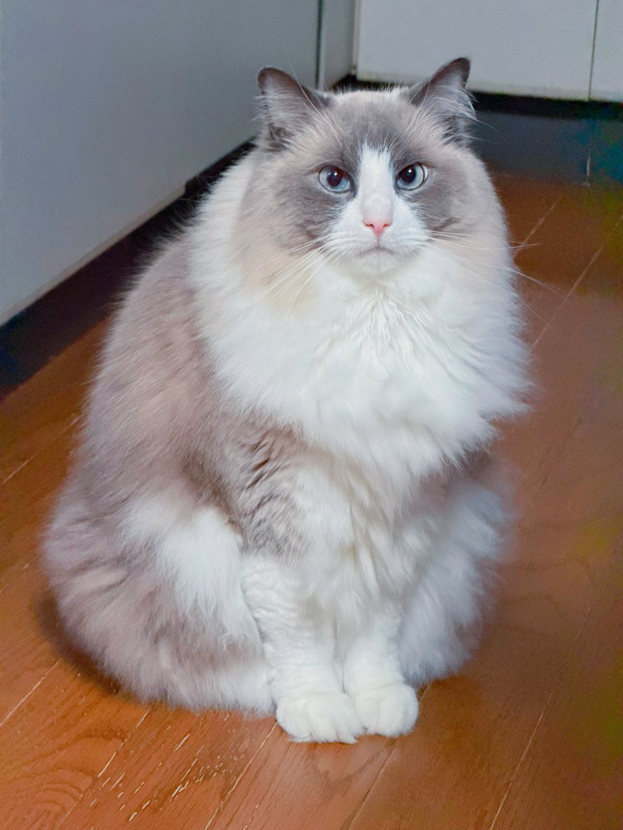 帰宅後お迎えの3ニャンの1番最初の声掛けは先住の承太郎💕と決めてます！

承太郎💕に声掛け後、蔵馬💞飛影💞に声掛けしてると冷たい視線が👀

もっと甘えさせば良かった💦と後悔した私😅

承太郎💕ごめんね😭

#ラグドール 
#猫好きさんと繋がりたい 
#猫のいる暮らし