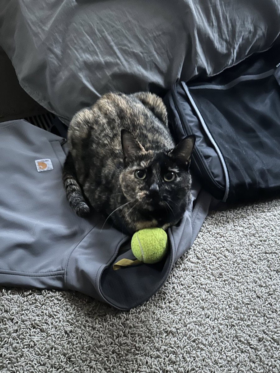 patchie pie 🥧 tweet media