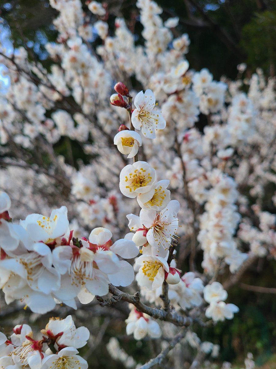 Flowers Community on X - 139.5K Members