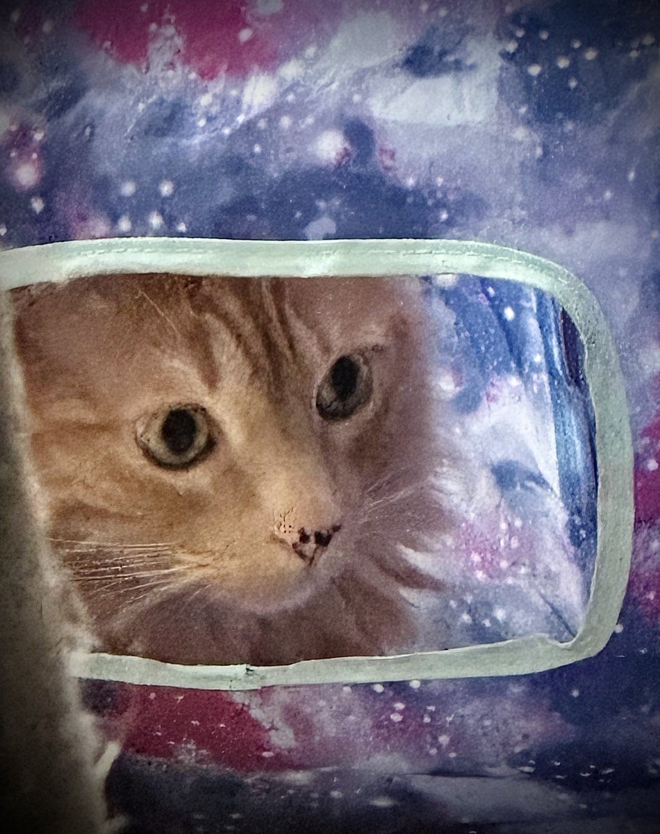 AneliChavez's tweet photo. Mi Güero es explorador espacial en las tardes!… 🚀✨☄️🪐🐾✨ https://t.co/dPPNC8jzFU