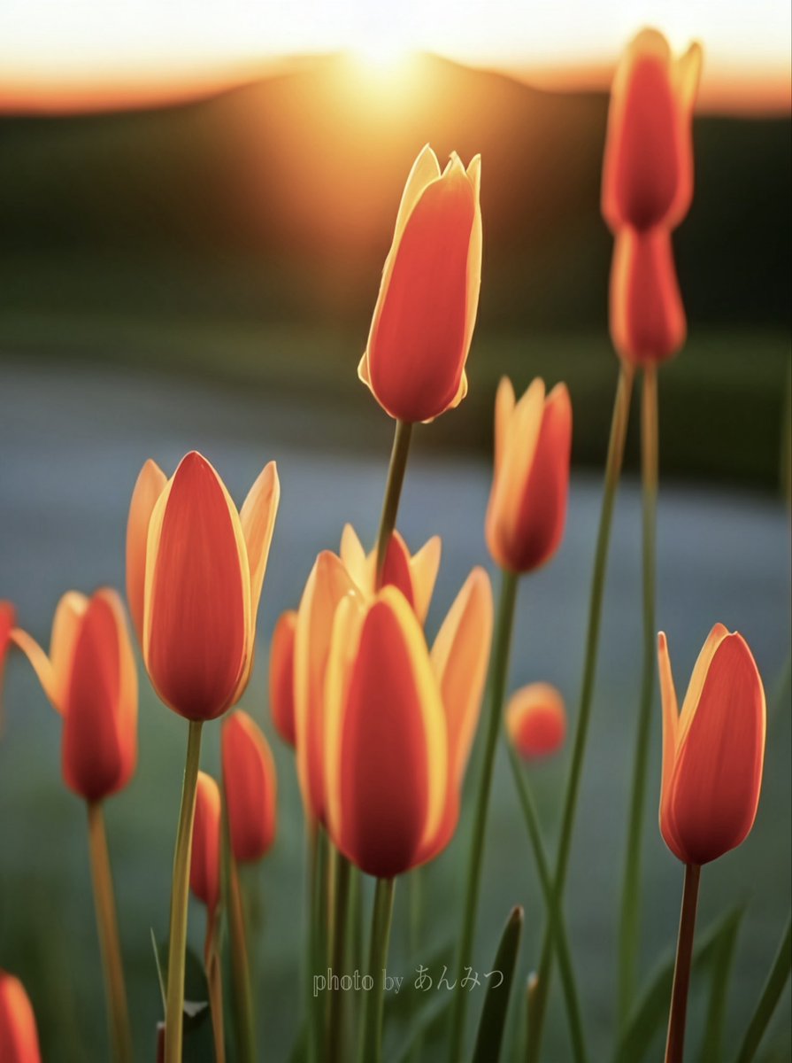 黄昏時は心のﾘﾗｯｸｽ𝕋𝕚𝕞𝕖⏱´-
                             #photography