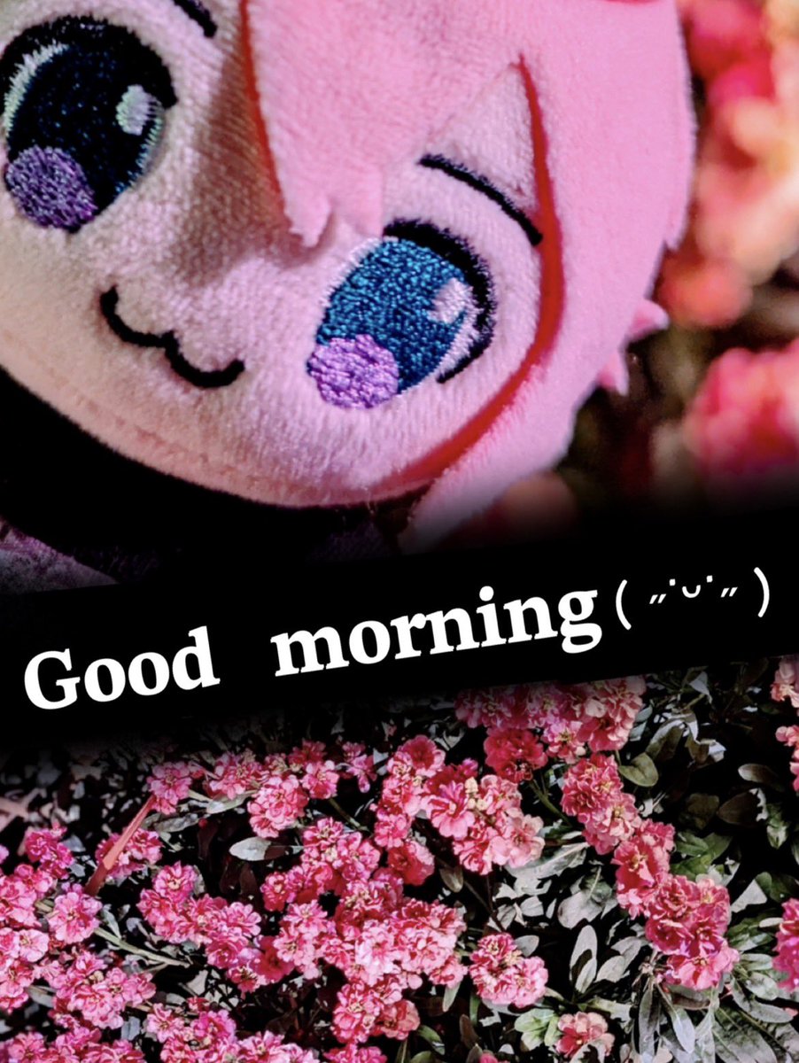 さくら🐱 (@shibasakura13) / Posts / X