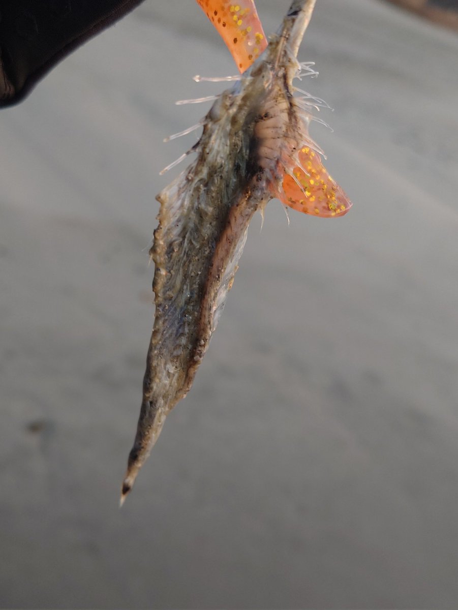 すみやま🎣舌平目に愛された夫婦 tweet media