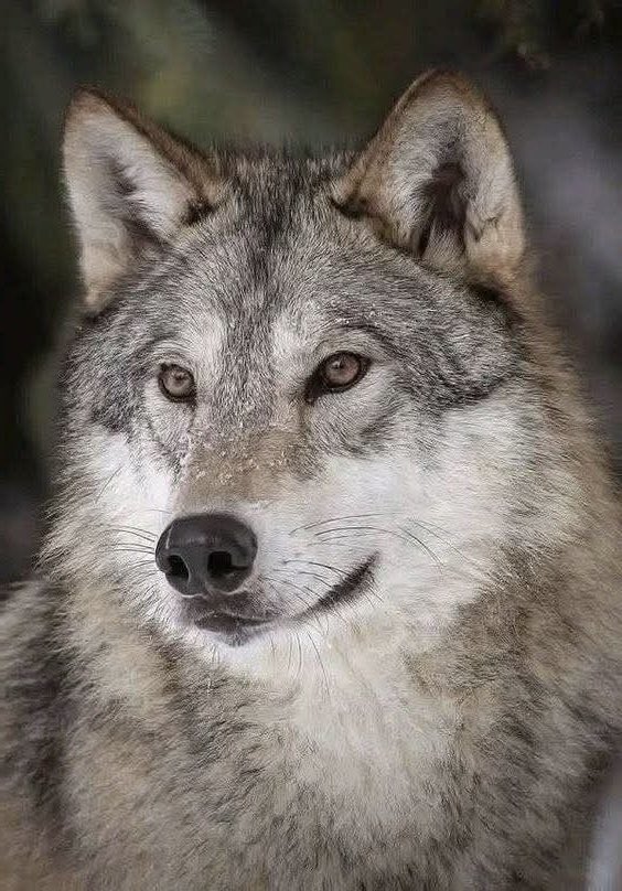 jackwolfewolves tweet picture