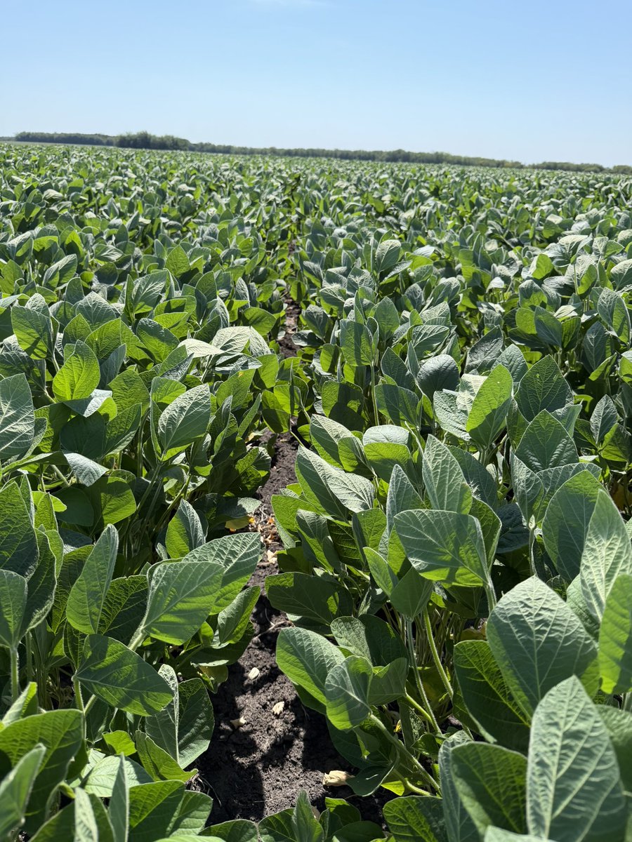 Nicolas Spinelli tweet media