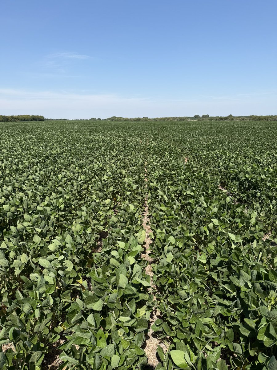 Nicolas Spinelli tweet media