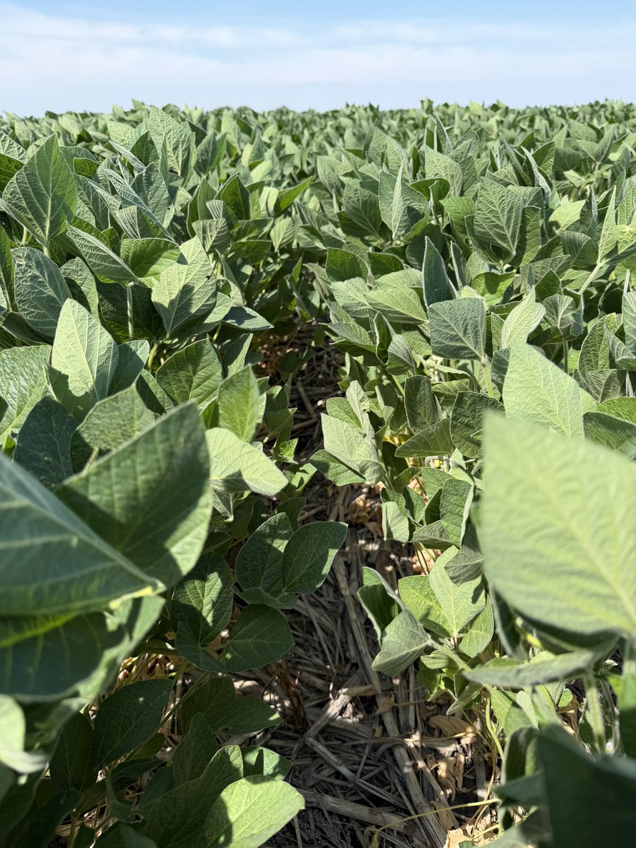 Nicolas Spinelli tweet media