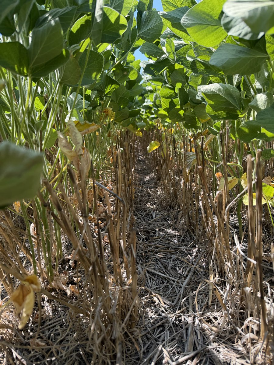 Nicolas Spinelli tweet media