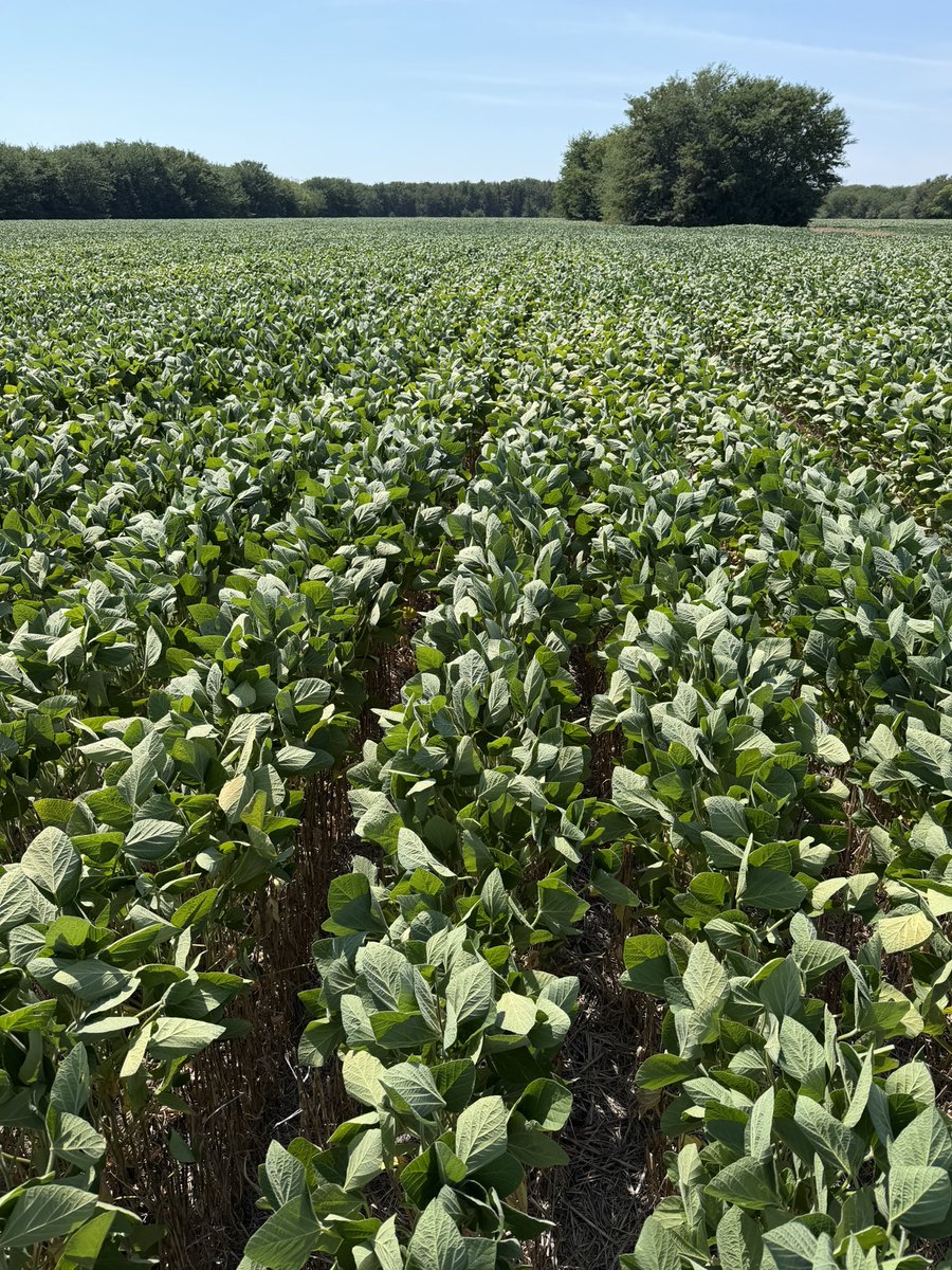 Nicolas Spinelli tweet media