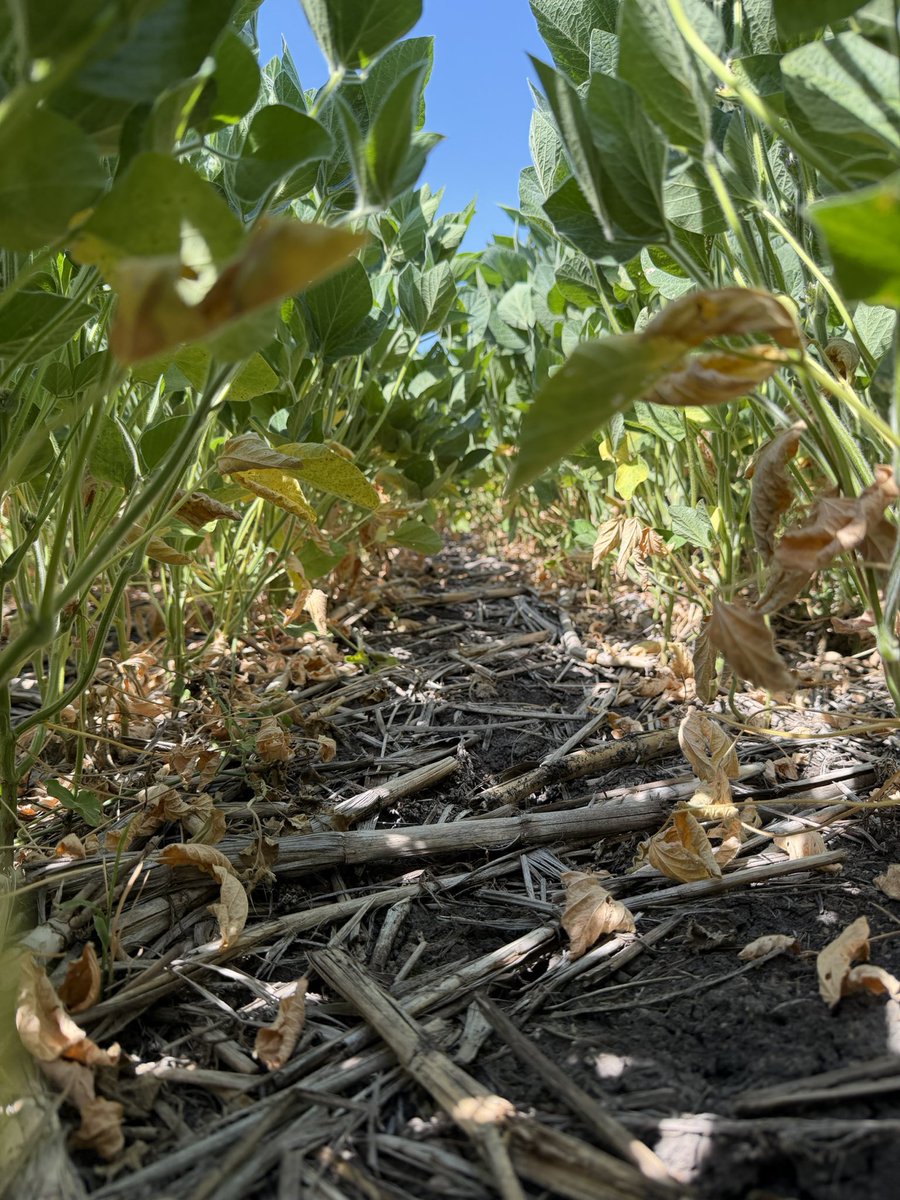 Nicolas Spinelli tweet media