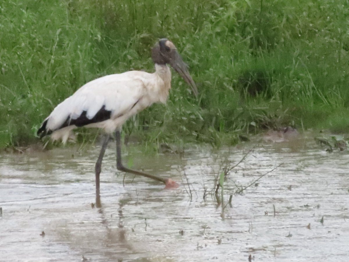#Miércolesdeemplumados Los humedales y su ecosistema
