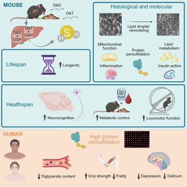 Cell_Metabolism's tweet photo. Enhanced non-enzymatic H2S generation extends lifespan and healthspan in male mice https://t.co/Jpt2FpwOhV https://t.co/HthSQ4tCTF