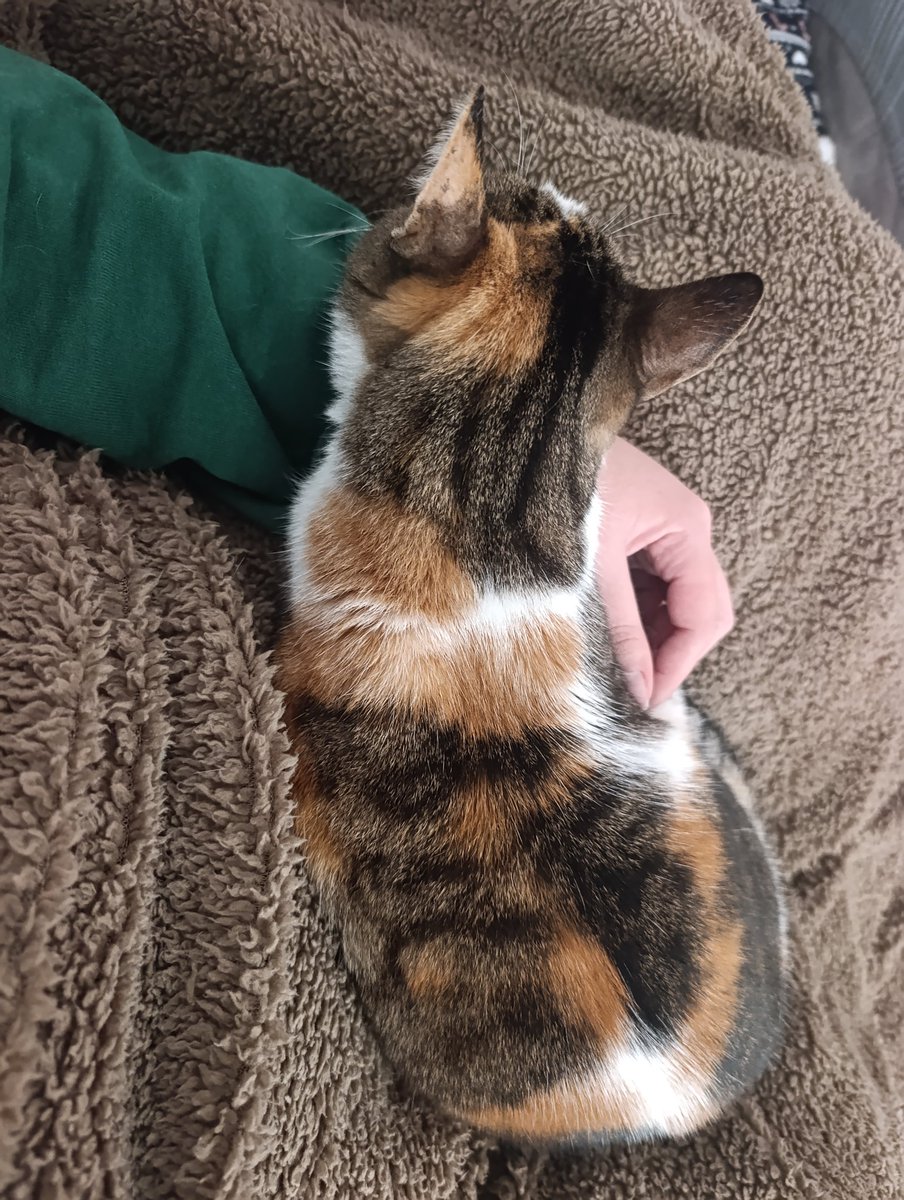 Mer tweet media