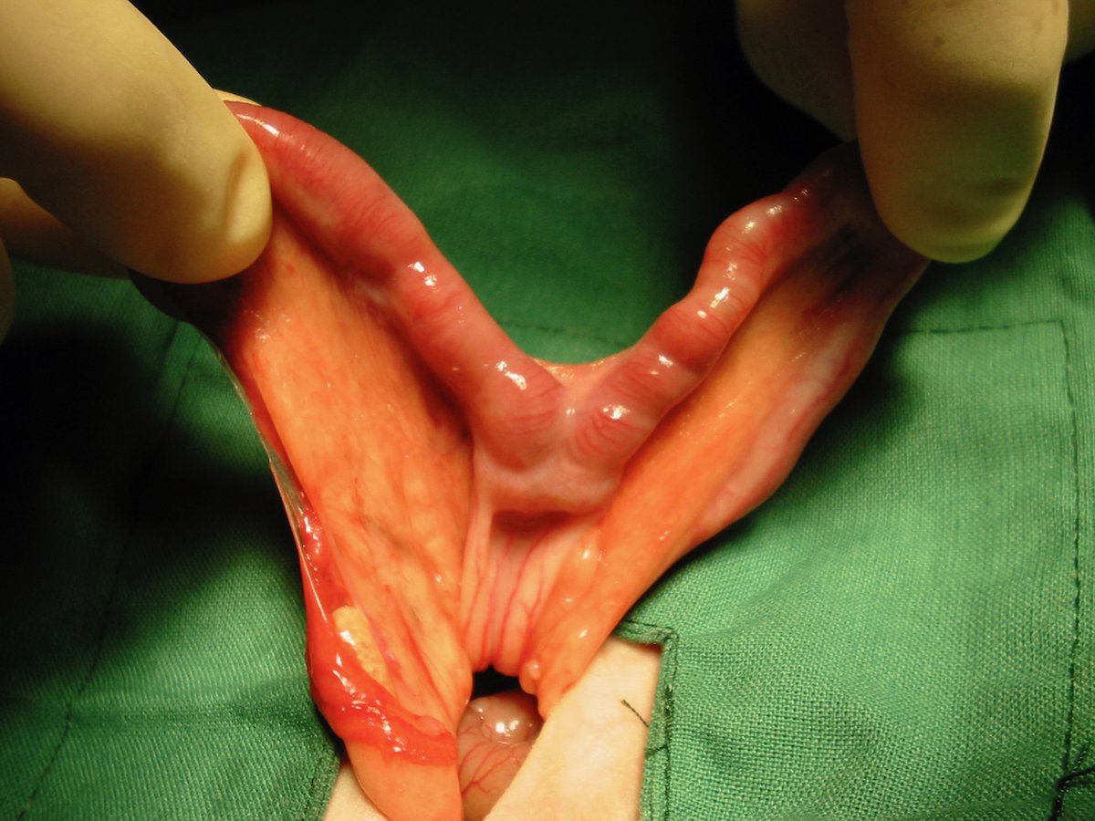 VetGurus tweet media