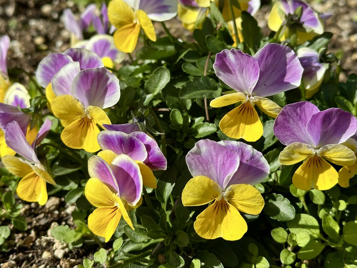 Cloudsailor / 星羅の一日一花 (@sjyszm) / Posts / X