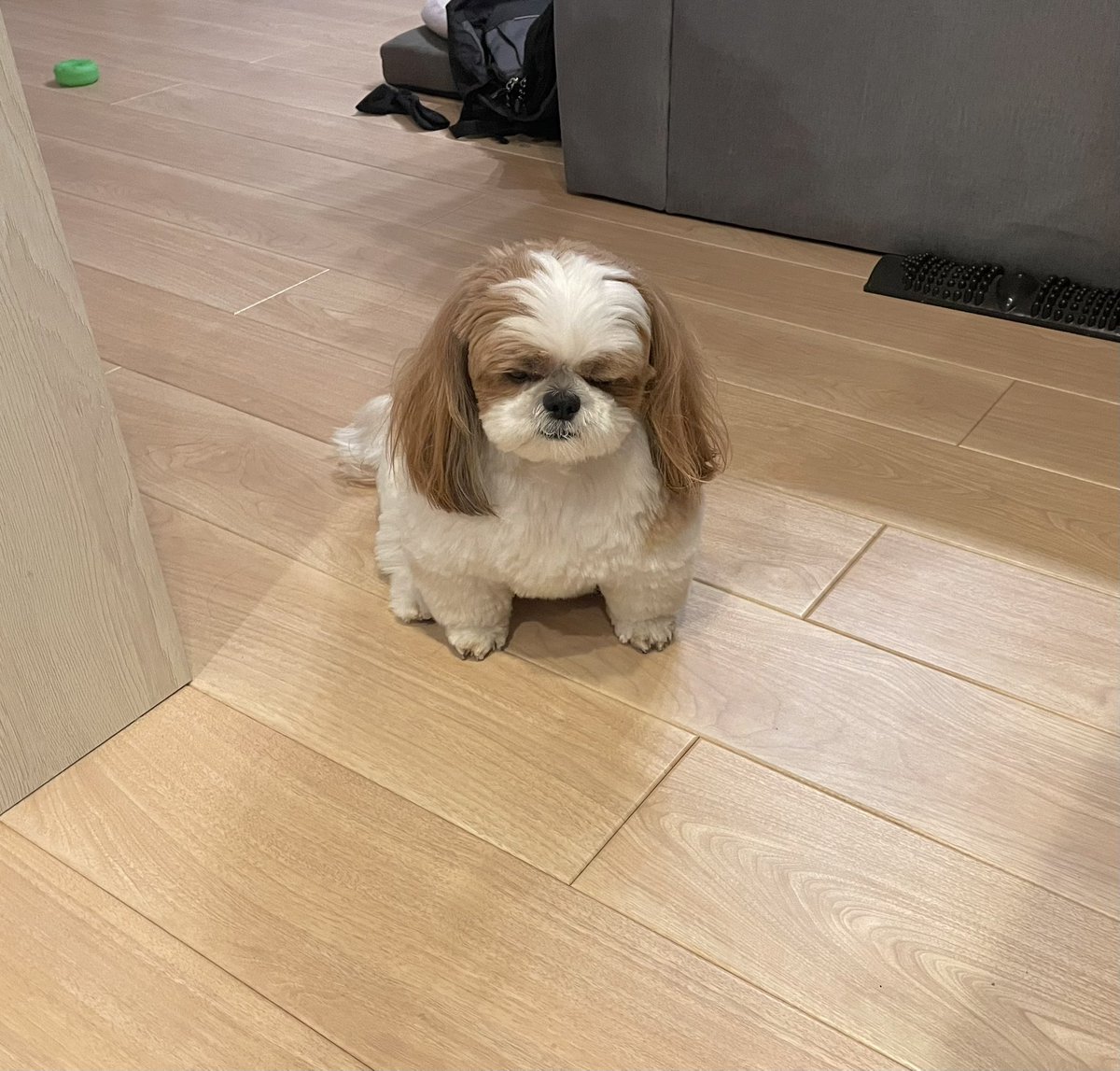 朝か…って顔してるけど、ぽこちゃんはまだ寝てていいんだよ〜