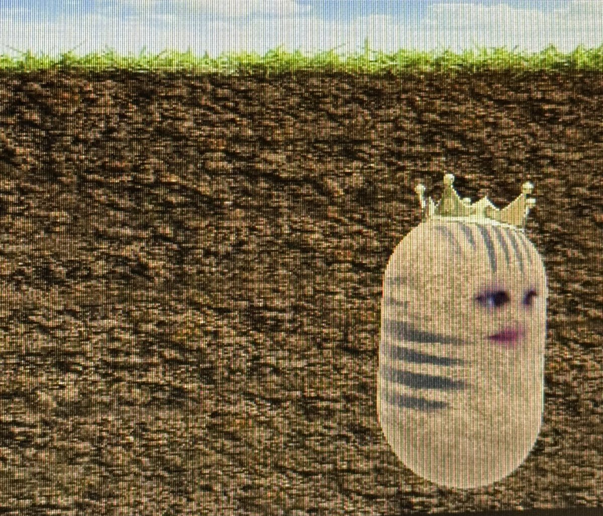 Parker Perentis tweet media