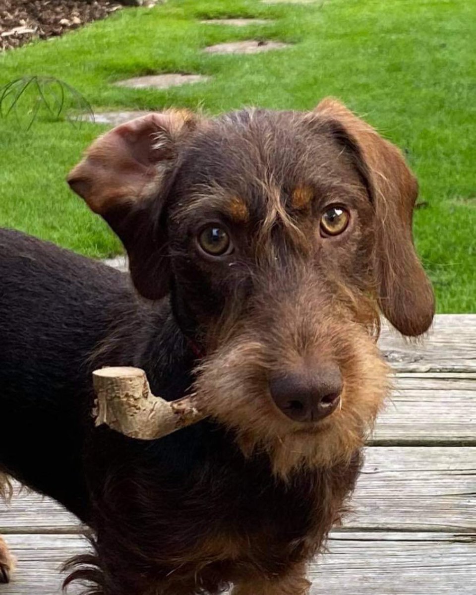 This pup found a stick shaped like an old timey pipe earlier today and has already solved three mysteries. 13/10