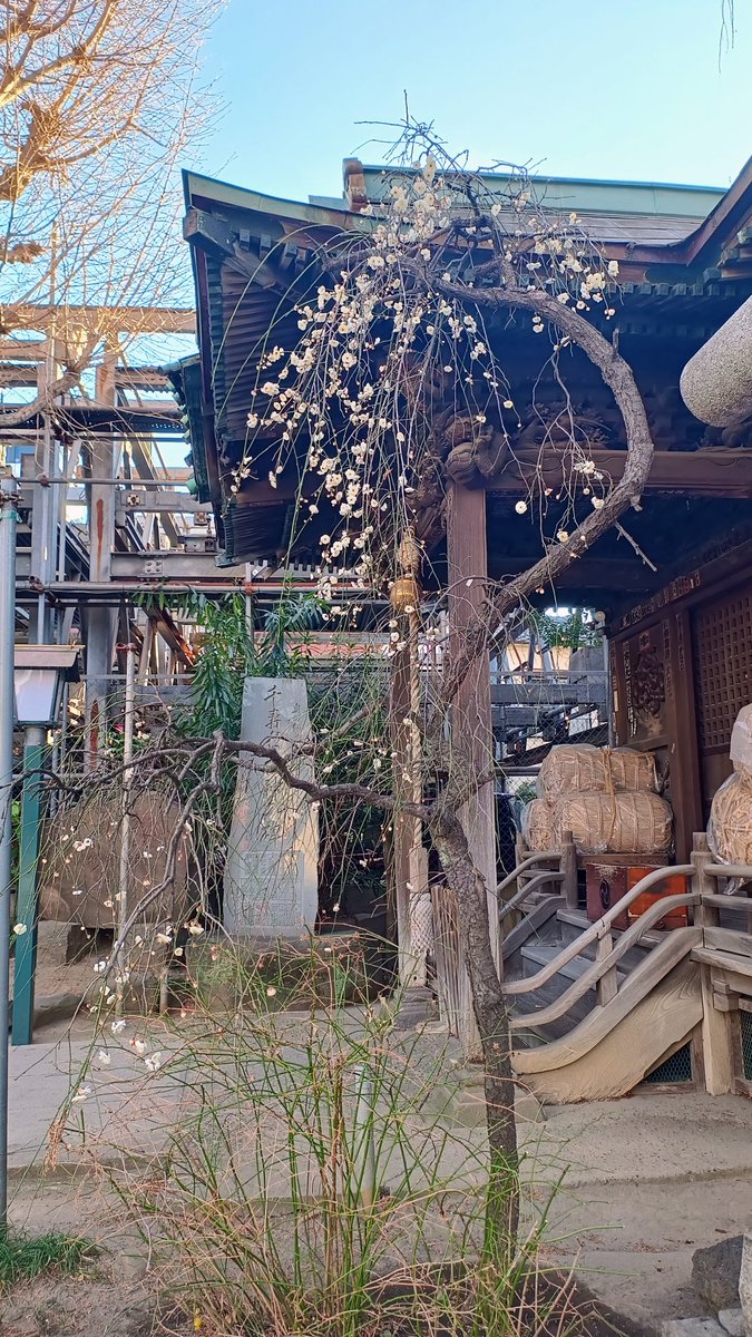 kyaoka's tweet photo. 陽の当たらぬ超狭小地〜アオダモをシンボル、アマノガワ、ハイノキ、アオキフクジュ、アセビ、サツキ、正月用のナンテン、万両…ゴリゴリしすぎたかな^^;
咲き始めた氷川様の梅の花 https://t.co/rTZITulKbK